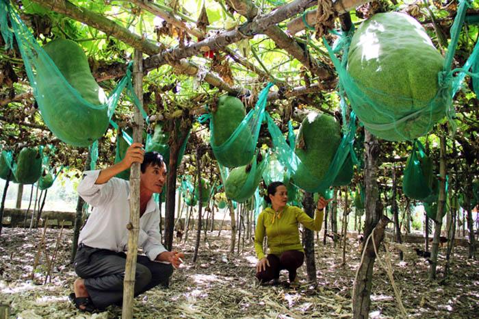 Lạ kì vùng đất người dân mắc võng cho bí khổng lồ “nằm ngủ”, chỉ sợ bí rơi đè chết - 2
