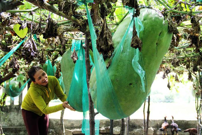 Lạ kì vùng đất người dân mắc võng cho bí khổng lồ “nằm ngủ”, chỉ sợ bí rơi đè chết - 3