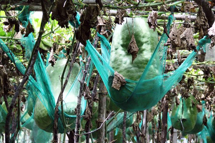 Lạ kì vùng đất người dân mắc võng cho bí khổng lồ “nằm ngủ”, chỉ sợ bí rơi đè chết - 4