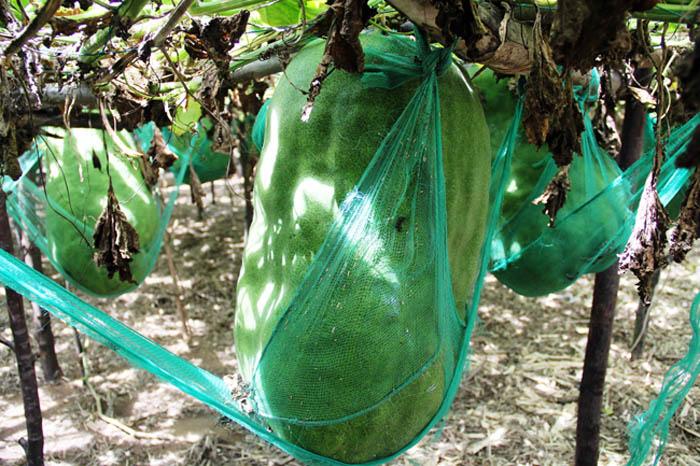 Lạ kì vùng đất người dân mắc võng cho bí khổng lồ “nằm ngủ”, chỉ sợ bí rơi đè chết - 5