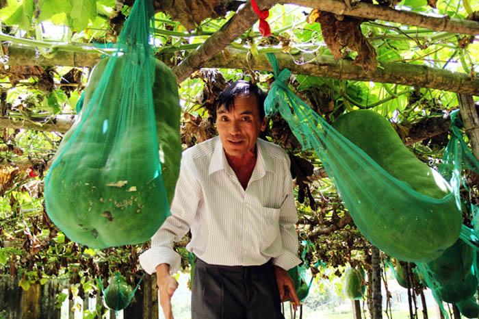 Lạ kì vùng đất người dân mắc võng cho bí khổng lồ “nằm ngủ”, chỉ sợ bí rơi đè chết - 7