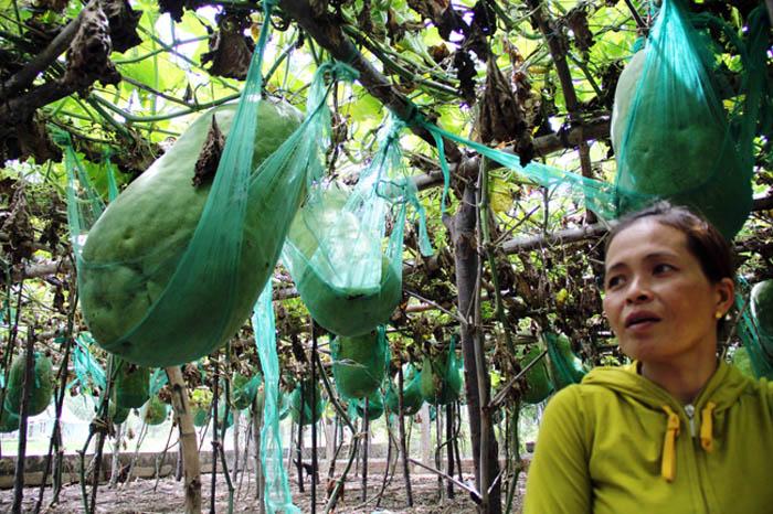 Lạ kì vùng đất người dân mắc võng cho bí khổng lồ “nằm ngủ”, chỉ sợ bí rơi đè chết - 8
