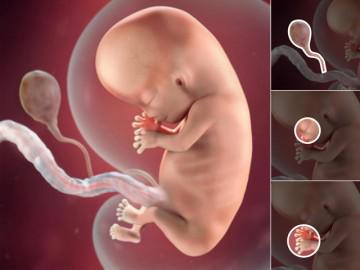 Thai nhi 10 tuần tuổi: Móng tay hình thành