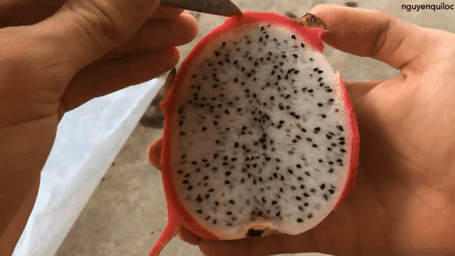 Chết cười với thanh niên rảnh rỗi sinh nông nổi, dành nguyên 4 giờ để tách hạt thanh long - 2