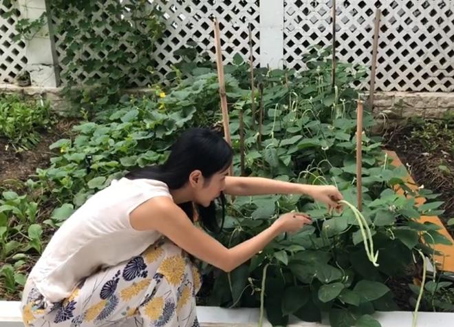 Thuỷ Tiên khoe vườn rau nhà trồng, ăn không hết còn đem bán được 190 nghìn đồng - 2
