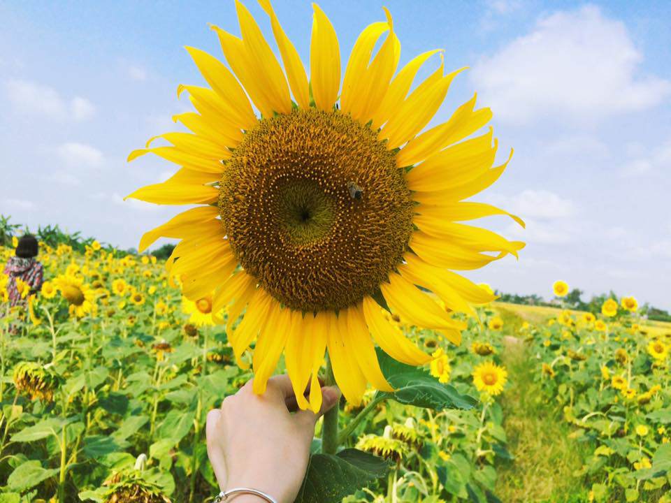Cánh đồng hoa hướng dương ở Thái Bình hút khách những ngày đầu hè - 3