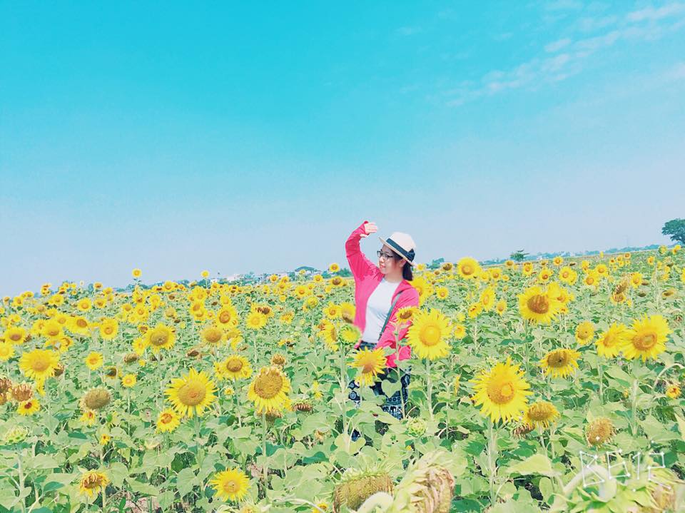 Cánh đồng hoa hướng dương ở Sapa Nơi tận hưởng mùa hè tuyệt vời Cánh đồng hoa hướng dương ở Sapa Nơi tận hưởng mùa hè tuyệt vời