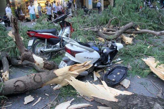 Hà Nội: Cây phượng cổ thụ bất ngờ đổ, đè ập lên 5 người đang đi trên phố - 1