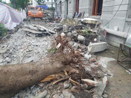 Hà Nội: Cây phượng cổ thụ bất ngờ đổ, đè ập lên 5 người đang đi trên phố - 2