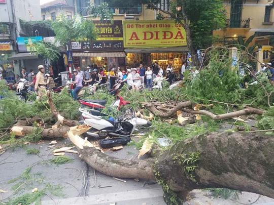 Hà Nội: Cây phượng cổ thụ bất ngờ đổ, đè ập lên 5 người đang đi trên phố - 3