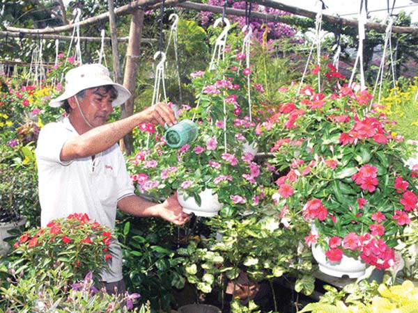 Bí quyết chăm hoa dừa cạn nở rực ban công, mang may mắn cho gia chủ - 5