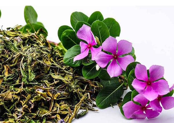 Bí quyết chăm hoa dừa cạn nở rực ban công, mang may mắn cho gia chủ - 3