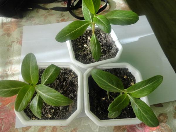 Bí quyết chăm hoa dừa cạn nở rực ban công, mang may mắn cho gia chủ - 4