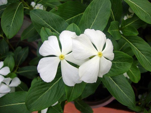 Bí quyết chăm hoa dừa cạn nở rực ban công, mang may mắn cho gia chủ - 2