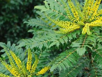 3 bước trồng cây mật gấu siêu đơn giản, có ngay vị thuốc quý trong vườn nhà