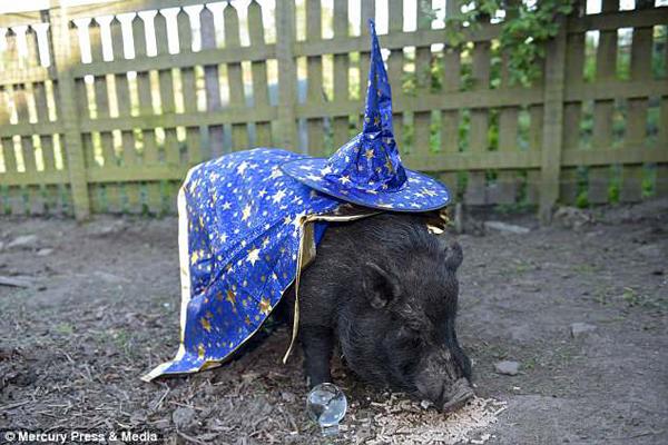 Chú lợn “tiên tri đúng 100%” dự đoán sốc về 4 đội vào bán kết World Cup 2018 - 1