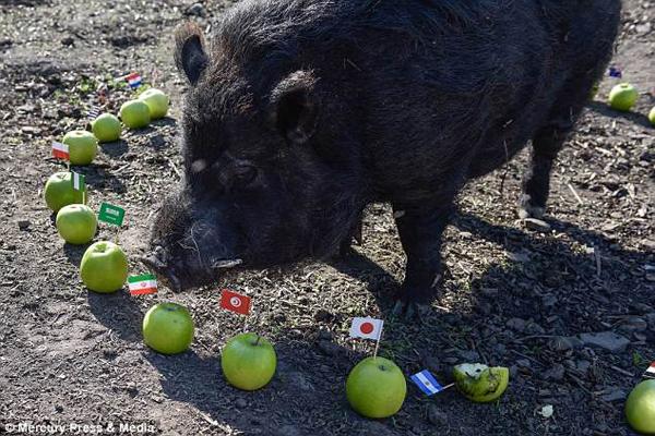 Chú lợn “tiên tri đúng 100%” dự đoán sốc về 4 đội vào bán kết World Cup 2018 - 2