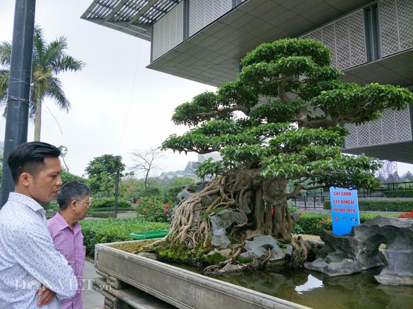 Có một không hai: Cây sanh cảnh amp;#34;khủngamp;#34; trả giá gần 10 tỷ không bán của ông giáo già - 1