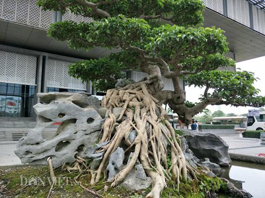 Có một không hai: Cây sanh cảnh amp;#34;khủngamp;#34; trả giá gần 10 tỷ không bán của ông giáo già - 2