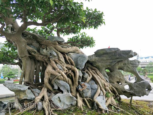 Có một không hai: Cây sanh cảnh amp;#34;khủngamp;#34; trả giá gần 10 tỷ không bán của ông giáo già - 3