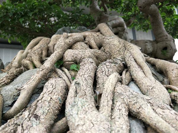 Có một không hai: Cây sanh cảnh amp;#34;khủngamp;#34; trả giá gần 10 tỷ không bán của ông giáo già - 4