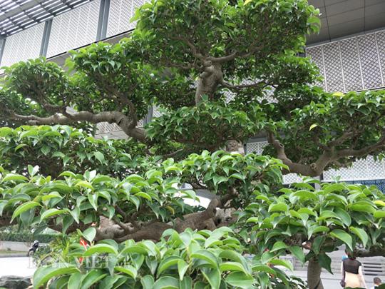 Có một không hai: Cây sanh cảnh amp;#34;khủngamp;#34; trả giá gần 10 tỷ không bán của ông giáo già - 5
