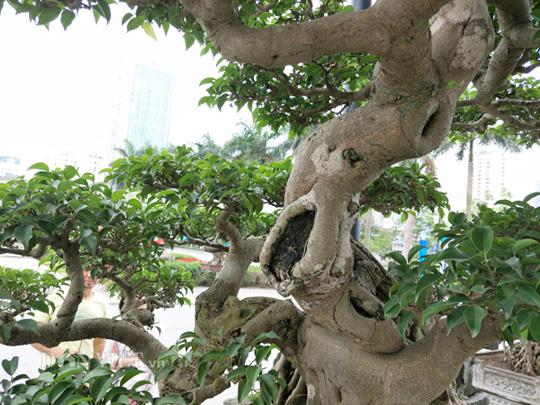 Có một không hai: Cây sanh cảnh amp;#34;khủngamp;#34; trả giá gần 10 tỷ không bán của ông giáo già - 6