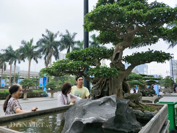Có một không hai: Cây sanh cảnh amp;#34;khủngamp;#34; trả giá gần 10 tỷ không bán của ông giáo già - 7