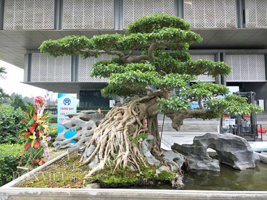 Có một không hai: Cây sanh cảnh amp;#34;khủngamp;#34; trả giá gần 10 tỷ không bán của ông giáo già - 8