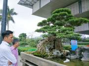 Nhà đẹp - Có một không hai: Cây sanh cảnh "khủng" trả giá gần 10 tỷ không bán của ông giáo già