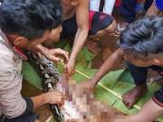 Tin tức - Mổ bụng trăn khổng lồ, kinh hãi phát hiện thi thể người phụ nữ nằm gọn bên trong