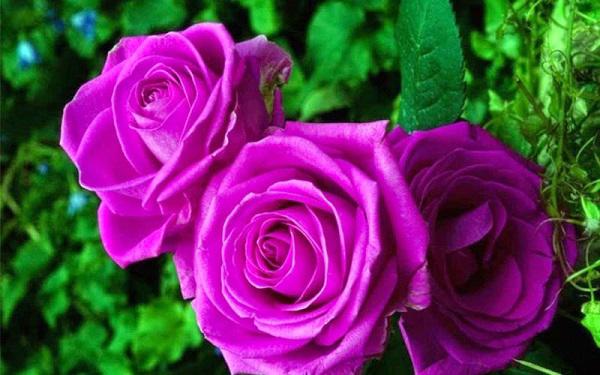 Cách chăm sóc cây hoa hồng tím quý hiếm, không phải chuyên gia vẫn cho hoa đẹp mĩ mãn - 1