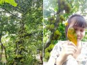 Nhà đẹp - Anh chàng khoe cây mít trăm quả sai lúc lỉu, dân mạng nghi ngờ "quả toàn xơ", hóa ra là...