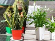 Nhà đẹp - 4 loại cây cảnh đẹp nhất định nên trồng trong nhà vì có tác dụng lọc không khí "cực đỉnh"