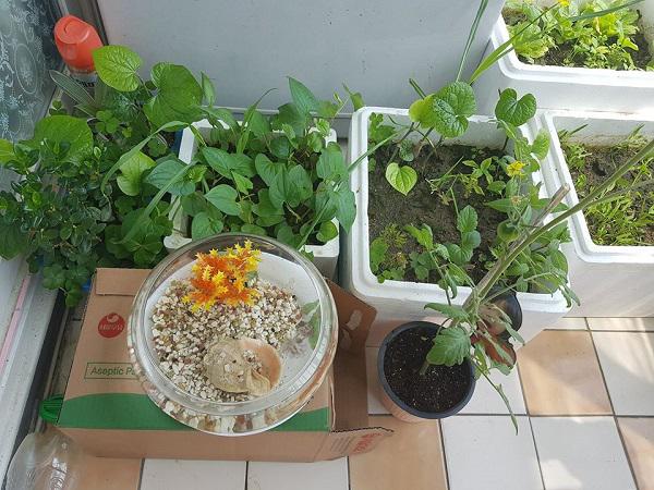 Than thở trồng cà chua lùn mà ra cây “siêu mẫu”, cô gái bị dân mạng “bóc mẽ” sự thật - 3