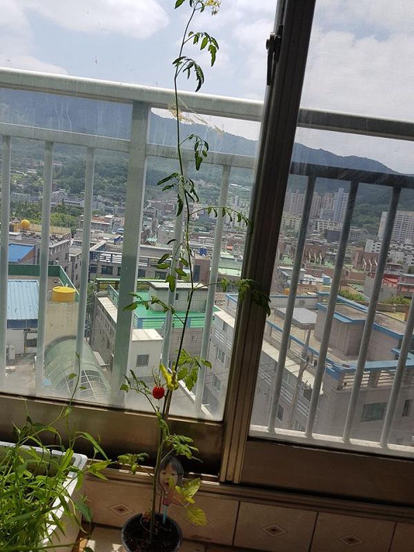 Than thở trồng cà chua lùn mà ra cây “siêu mẫu”, cô gái bị dân mạng “bóc mẽ” sự thật - 1