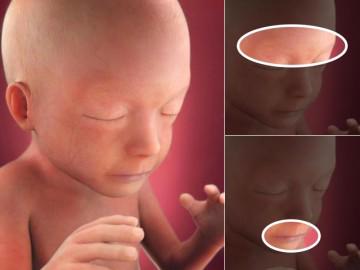 Thai nhi 21 tuần tuổi: Lông mày và mí mắt xuất hiện