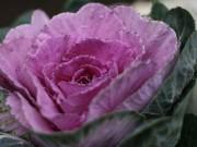 Sức khỏe - Ba thực phẩm màu tím có tác dụng chống ung thư, đặc biệt loại số 2 rất dễ tìm