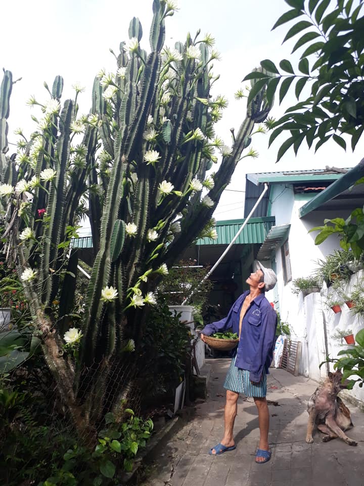 Dân mạng sửng sốt trước cây xương rồng 30 năm tuổi khổng lồ, ra hoa trắng muốt ở Quảng Ninh - 2