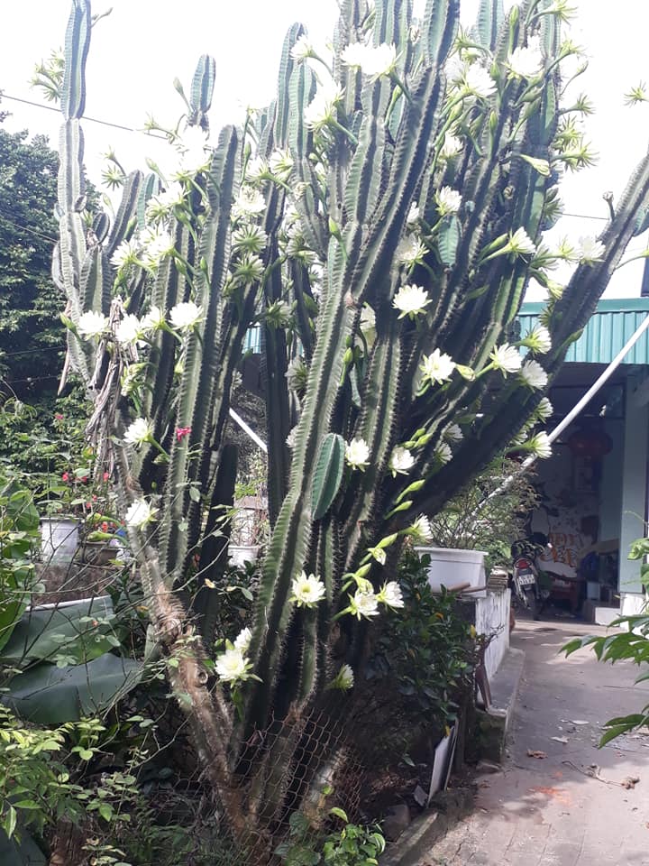 Dân mạng sửng sốt trước cây xương rồng 30 năm tuổi khổng lồ, ra hoa trắng muốt ở Quảng Ninh - 1