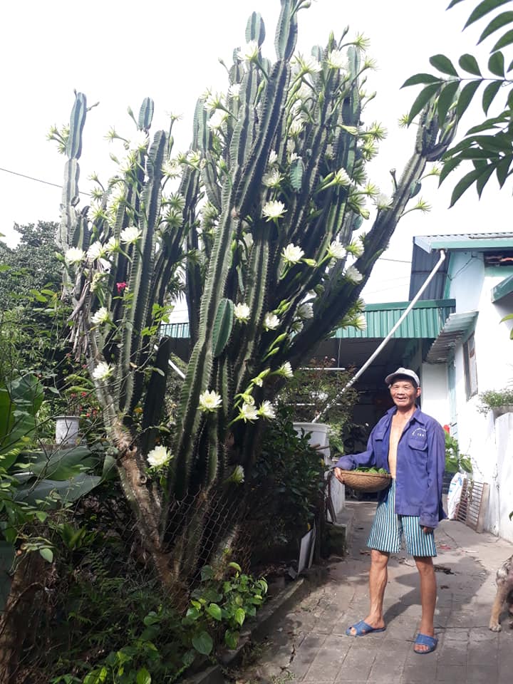 Dân mạng sửng sốt trước cây xương rồng 30 năm tuổi khổng lồ, ra hoa trắng muốt ở Quảng Ninh - 5