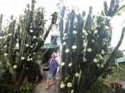 Nhà đẹp - Dân mạng sửng sốt trước cây xương rồng 30 năm tuổi khổng lồ, ra hoa trắng muốt ở Quảng Ninh