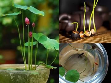 Mùa này trồng ngay sen Nhật mini, có cả hồ sen trong nhà thì còn gì bằng