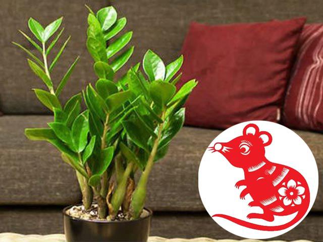 12 con giáp nên chọn loại cây để bàn làm việc nào để tài lộc ầm ầm kéo đến?