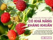 Sức khỏe - Có 4 loại cây này ở nhà thì cần gì tốn tiền mua thuốc sát khuẩn nữa chứ