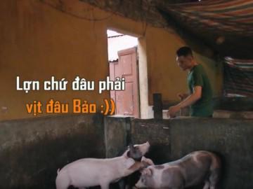 Sao Nhập Ngũ: Phì cười khi 3 anh em sao Việt mặc quần đùi đi tắm cho lợn