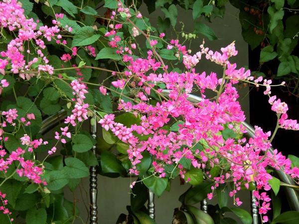 Cách trồng giàn hoa tigon đơn giản nhất, cho hoa nở rộ rực rỡ suốt 4 mùa - 6