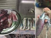 Bếp Eva - Mua 6 con mực về mổ được thêm 6 con cá, cô gái hoang mang không biết “lời hay lỗ”