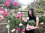 Nhà đẹp - Tình cũ Bằng Kiều khoe khu vườn ngập hoa hồng và cây ăn quả sai trĩu trên đất Mỹ
