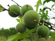 Nhà đẹp - Xôn xao thứ quả lạ xấu xí, đắng ngắt chẳng ăn được mà giá lên tới 133 triệu đồng/quả